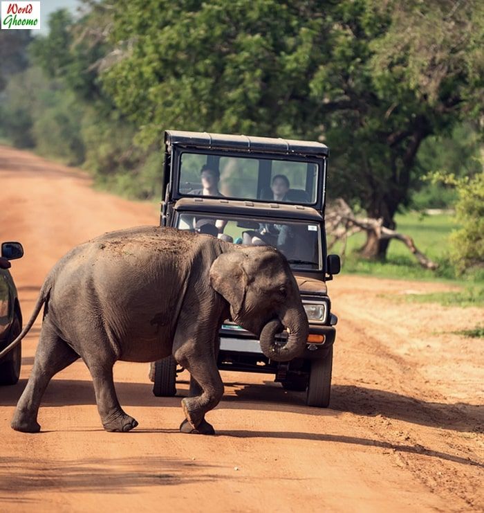 Yala National Park 